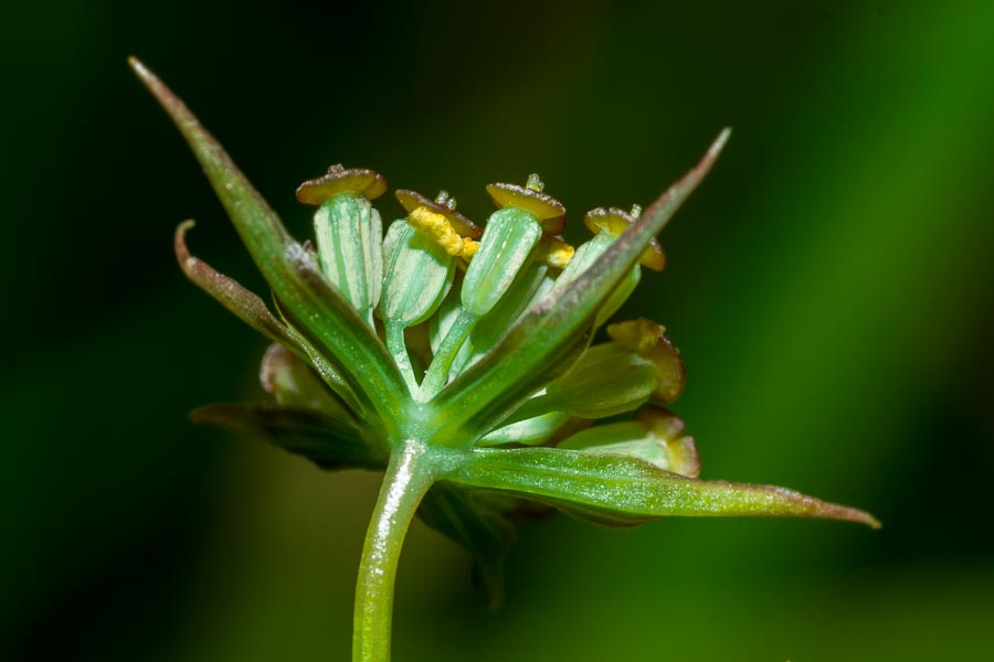 Bupleurum ranunculoides / Buplero ranuncoloide